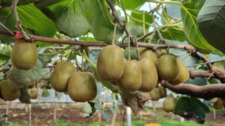 제주농부 님의 9월 내 작물 자랑하기 · 참여글 작성글 사진