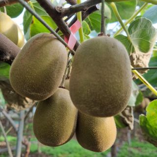 제주농부 님의 9월 내 작물 자랑하기 · 참여글 작성글 사진