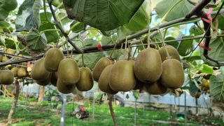 제주농부 님의 9월 내 작물 자랑하기 · 참여글 작성글 사진