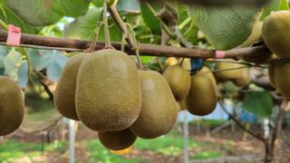 제주농부 님의 9월 내 작물 자랑하기 · 참여글 작성글 사진