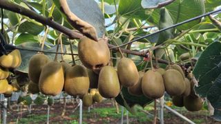 제주농부 님의 9월 내 작물 자랑하기 · 참여글 작성글 사진