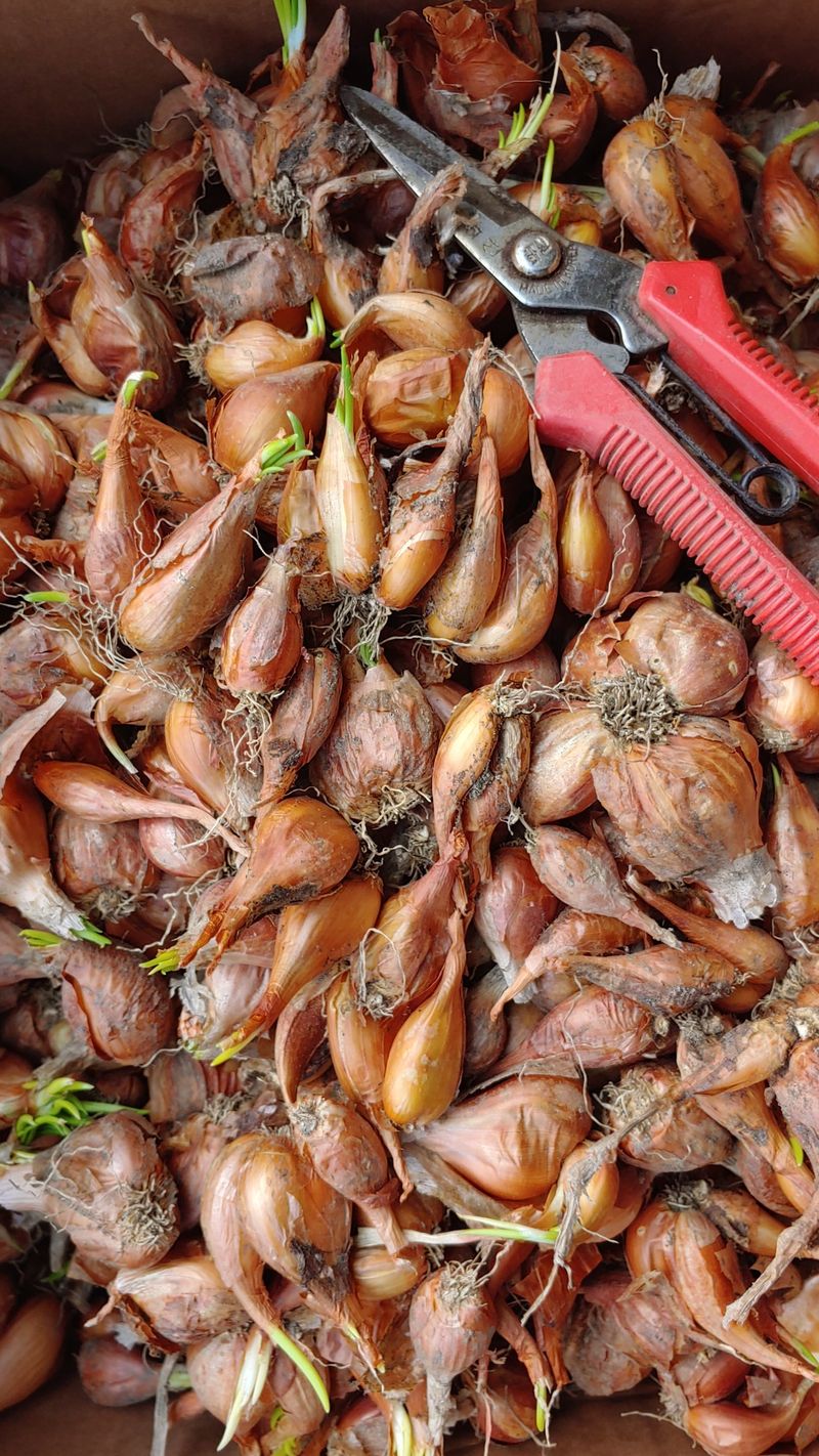 장터 상품 [쪽파 종구] 썸네일