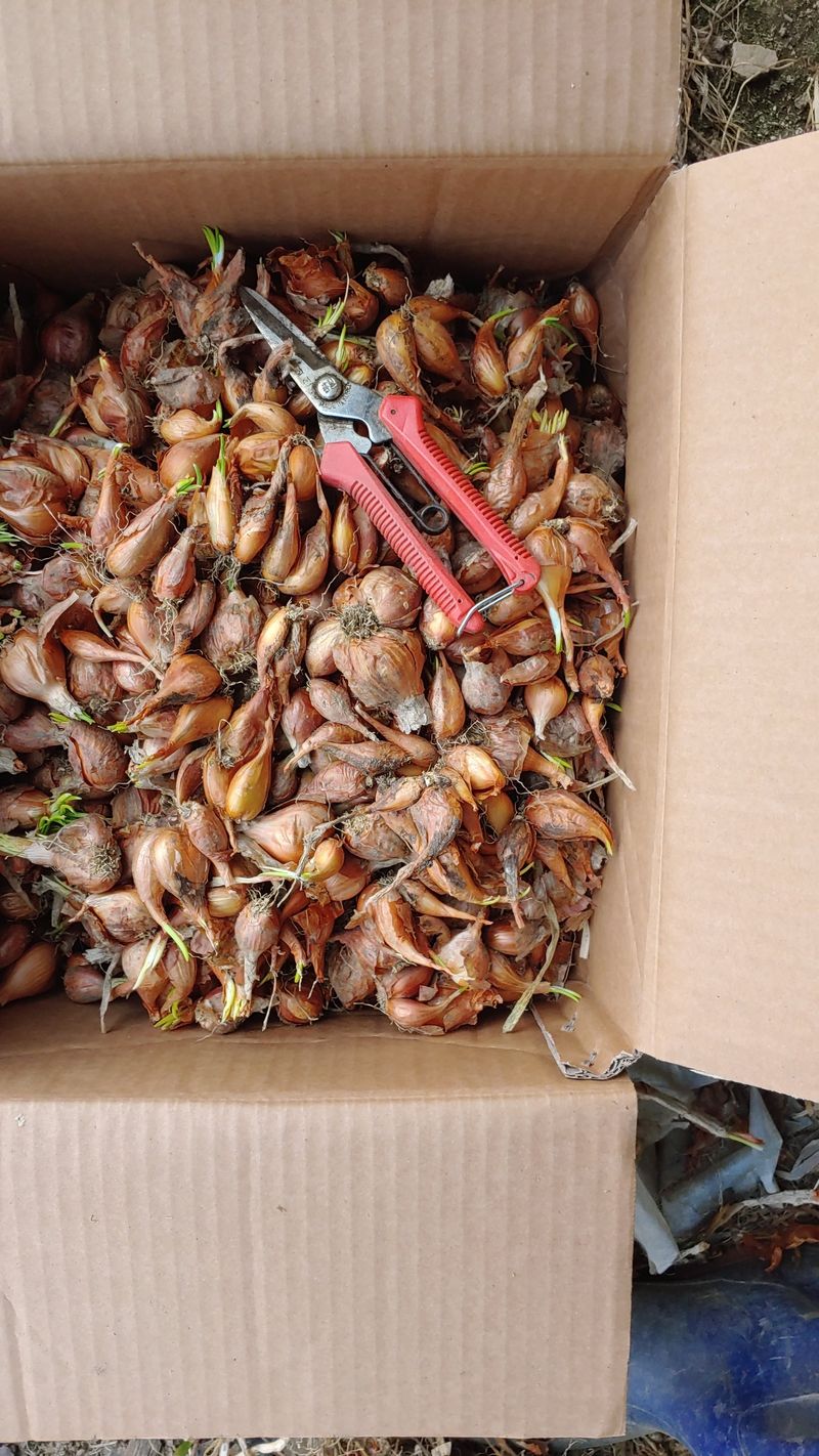 이용일님의 장터 판매 상품 [쪽파 종구] 첨부 사진