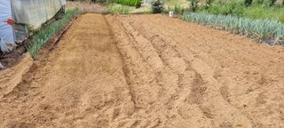 신영철(충남청양군)님의 마늘 · 토양준비 작성글 사진