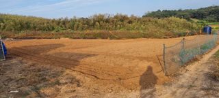 신영철(충남청양군)님의 마늘 · 토양준비 작성글 사진