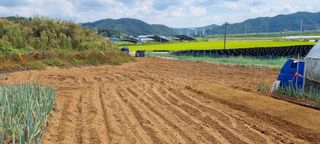 신영철(충남청양군)님의 마늘 · 토양준비 작성글 사진