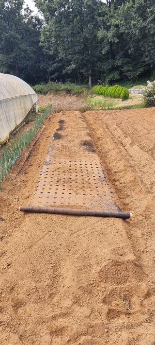 신영철(충남청양군)님의 마늘 · 토양준비 작성글 사진