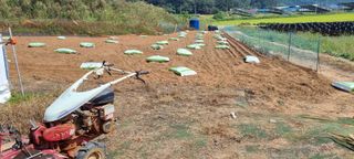 신영철(충남청양군)님의 마늘 · 토양준비 작성글 사진