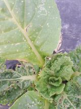 팜모닝 배추·병해충상담 게시글 이미지