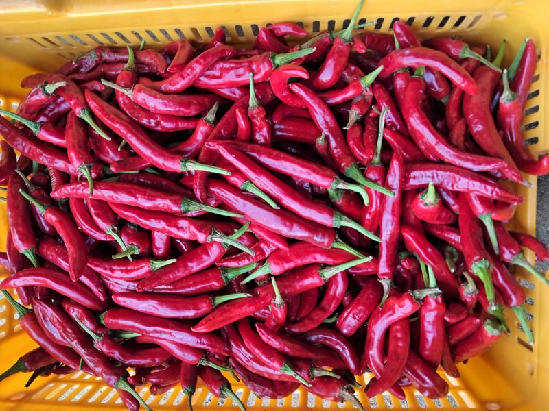 장터 상품 [건고추] 썸네일