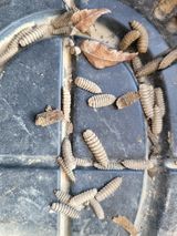 팜모닝 배추·병해충상담 게시글 이미지