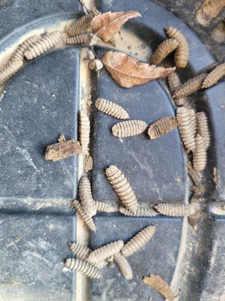 느티나무집님의 배추 · 병해충상담 작성글 사진