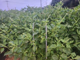 HYUN님의 들깨 · 자유게시판 작성글 사진