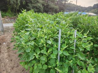 HYUN님의 들깨 · 자유게시판 작성글 사진