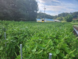 HYUN님의 들깨 · 자유게시판 작성글 사진