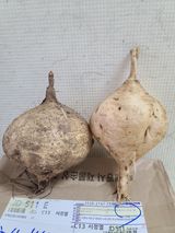 팜모닝 9월 내 작물 자랑하기·참여글 게시글 이미지