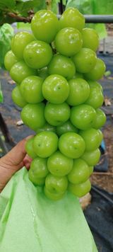 팜모닝 9월 내 작물 자랑하기·참여글 게시글 이미지