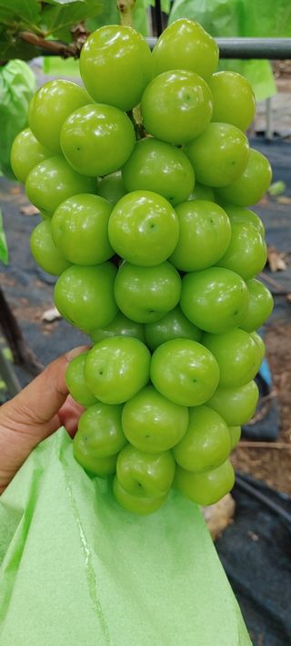 전동표님의 9월 내 작물 자랑하기 · 참여글 작성글 사진