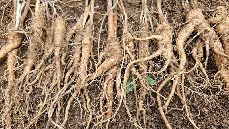 장터 상품 [잔대모종2년생판매완료] 썸네일