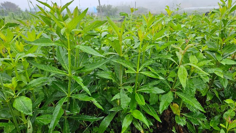 조병대님의 장터 판매 상품 [잔대모종2년생판매완료] 첨부 사진