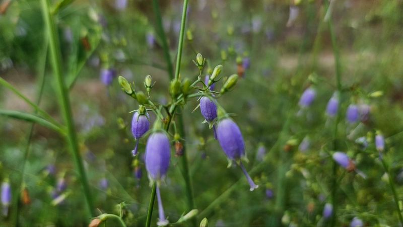조병대님의 장터 판매 상품 [잔대모종2년생판매완료] 첨부 사진