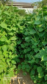 팜모닝 들깨·자유게시판 게시글 이미지