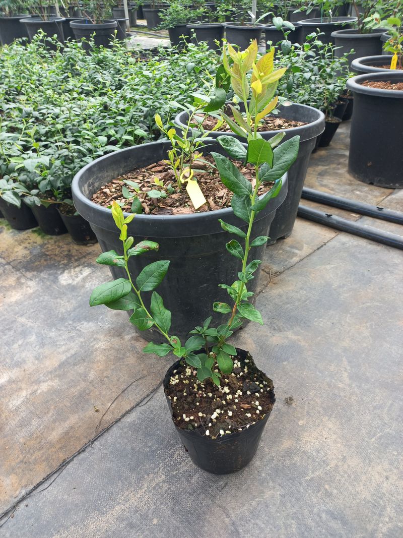 장터 상품 [블루베리나무분양(듀크)] 썸네일