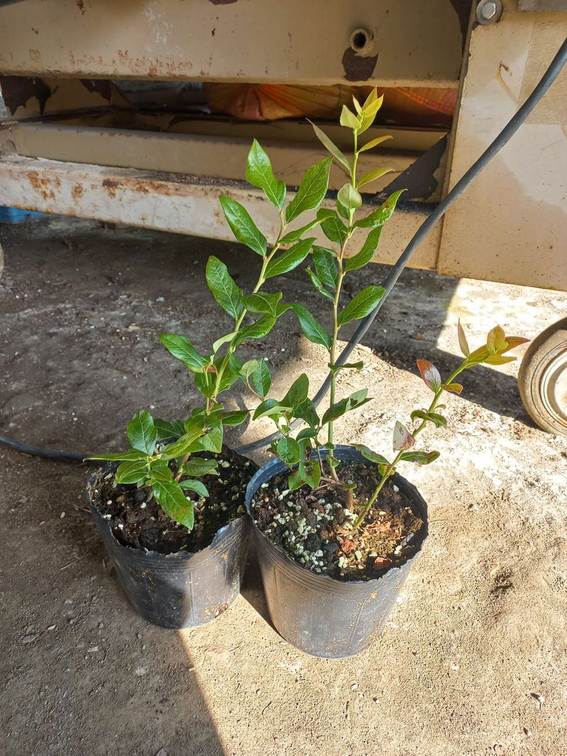 하늘농원님의 장터 판매 상품 [블루베리나무분양(듀크)] 첨부 사진