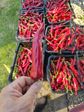 홍천산채농원 조원영님의 고추 · 수확 작성글 사진