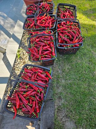 홍천산채농원 조원영님의 고추 · 수확 작성글 사진