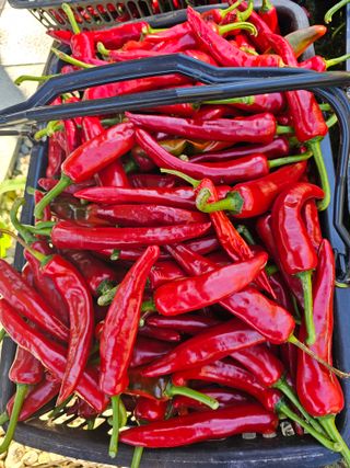 홍천산채농원 조원영님의 고추 · 수확 작성글 사진