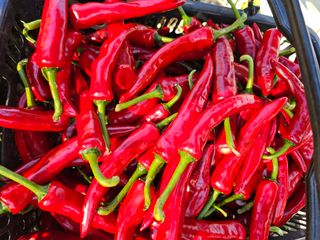 홍천산채농원 조원영님의 고추 · 수확 작성글 사진