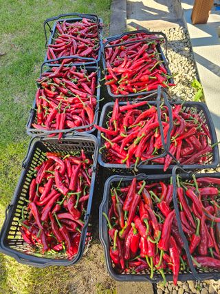 홍천산채농원 조원영님의 고추 · 수확 작성글 사진