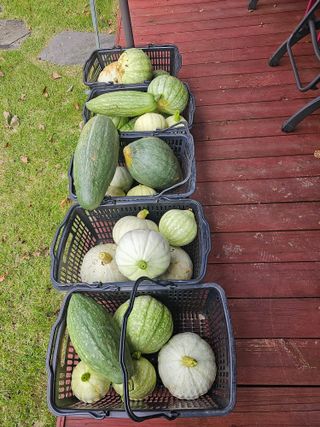 홍천산채농원 조원영님의 자유주제 · 자유게시판 작성글 사진