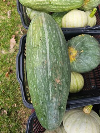 홍천산채농원 조원영님의 자유주제 · 자유게시판 작성글 사진