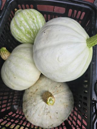 홍천산채농원 조원영님의 자유주제 · 자유게시판 작성글 사진