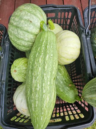 홍천산채농원 조원영님의 자유주제 · 자유게시판 작성글 사진