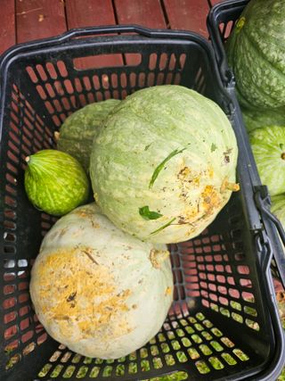 홍천산채농원 조원영님의 자유주제 · 자유게시판 작성글 사진