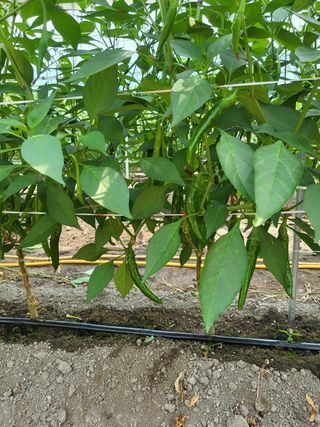 권오경님의 파 · 자유게시판 작성글 사진