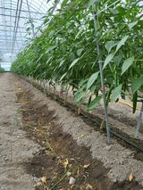 팜모닝 파·자유게시판 게시글 이미지