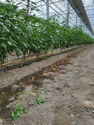 권오경님의 파 · 자유게시판 작성글 사진