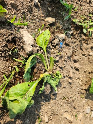 병아리농사꾼님의 배추 · 병해충상담 작성글 사진