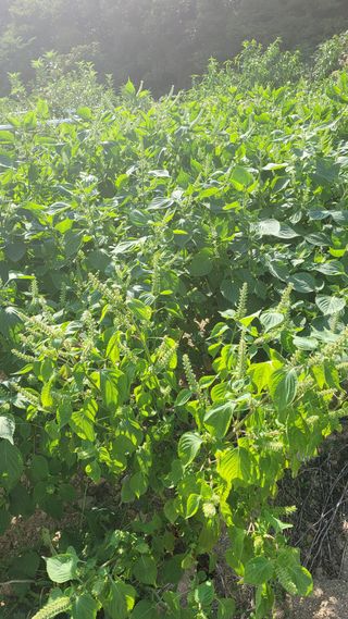 자연인초보농사님의 감자 · 영농일지 작성글 사진