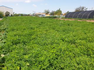 박명흠 님의 9월 내 작물 자랑하기 · 참여글 작성글 사진