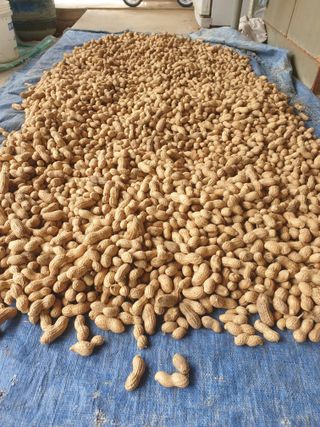 박명흠 님의 9월 내 작물 자랑하기 · 참여글 작성글 사진