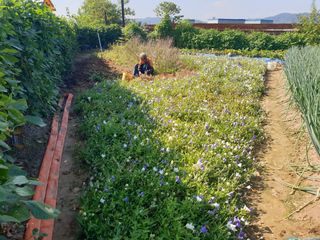 박명흠 님의 9월 내 작물 자랑하기 · 참여글 작성글 사진