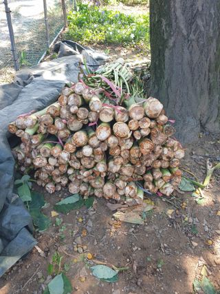 박명흠 님의 9월 내 작물 자랑하기 · 참여글 작성글 사진