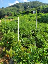 팜모닝 9월 내 작물 자랑하기·참여글 게시글 이미지