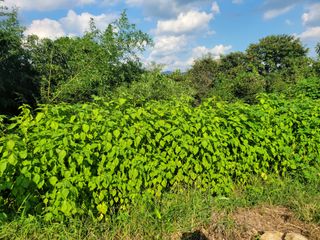 사과농사님의 9월 내 작물 자랑하기 · 참여글 작성글 사진