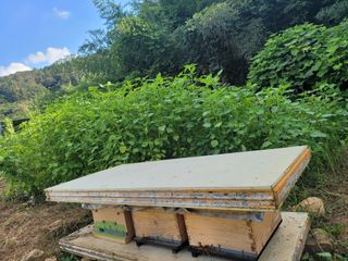 사과농사님의 9월 내 작물 자랑하기 · 참여글 작성글 사진